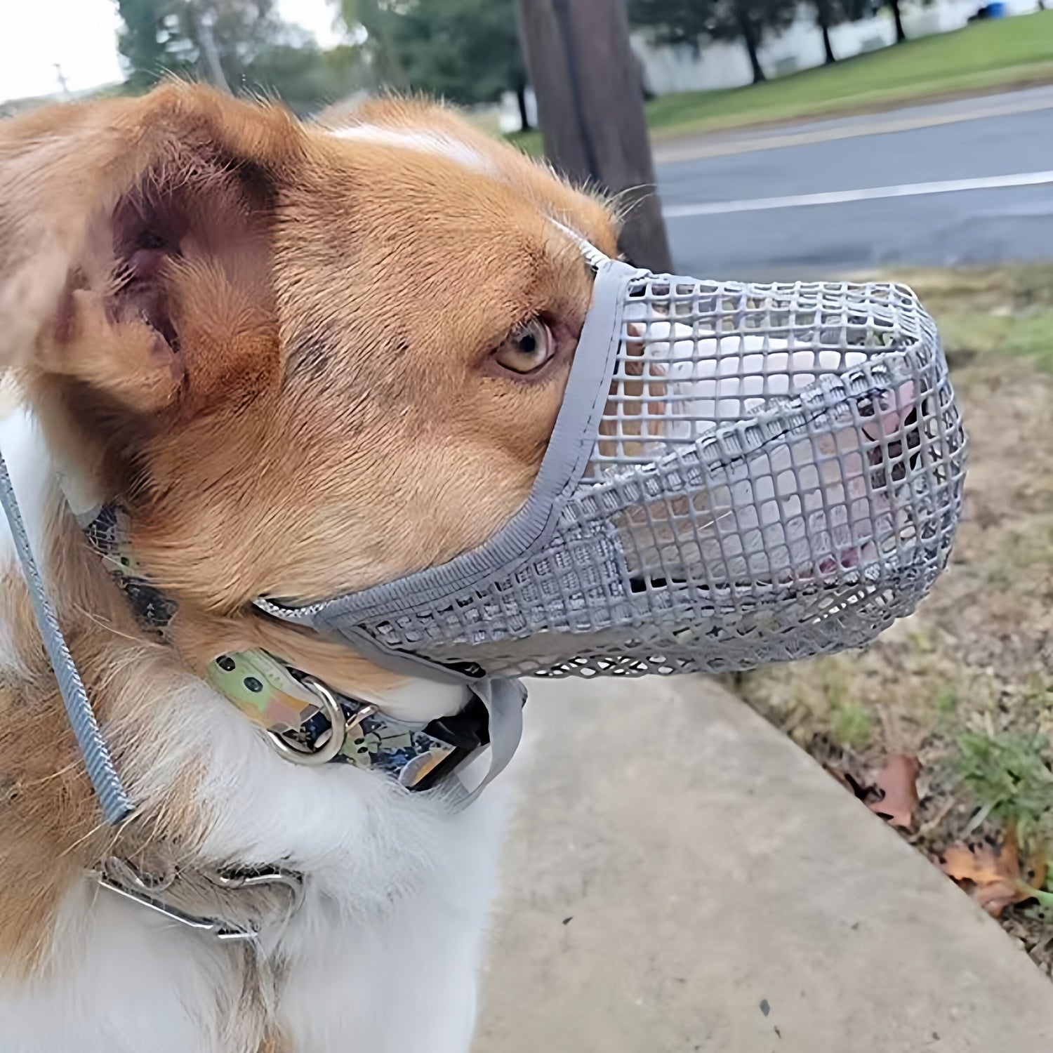 Adjustable Mesh Dog Muzzle for Bite Prevention